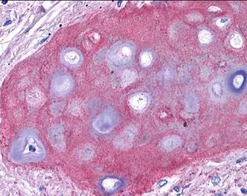 Anti-Collagen II抗体