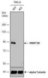 Anti-Dnmt3b抗体- N-terminal