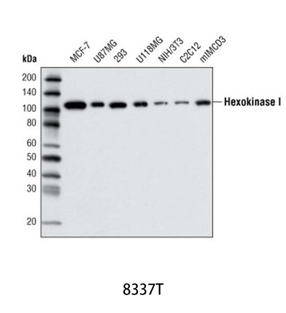Glycolysis Antibody Sampler Kit