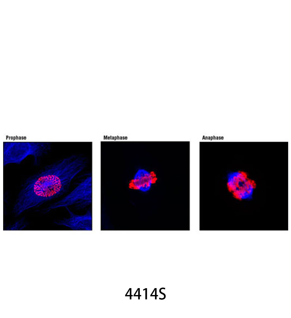 Anti-rabbit IgG (H+L) F(ab')<sub>2</sub> Fragment (Alexa Fluor 647 Conjugate)
