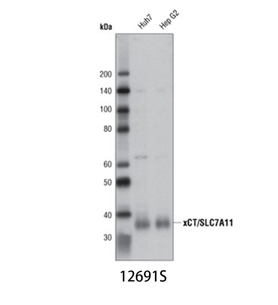 xCT/SLC7A11 (D2M7A) Rabbit mAb