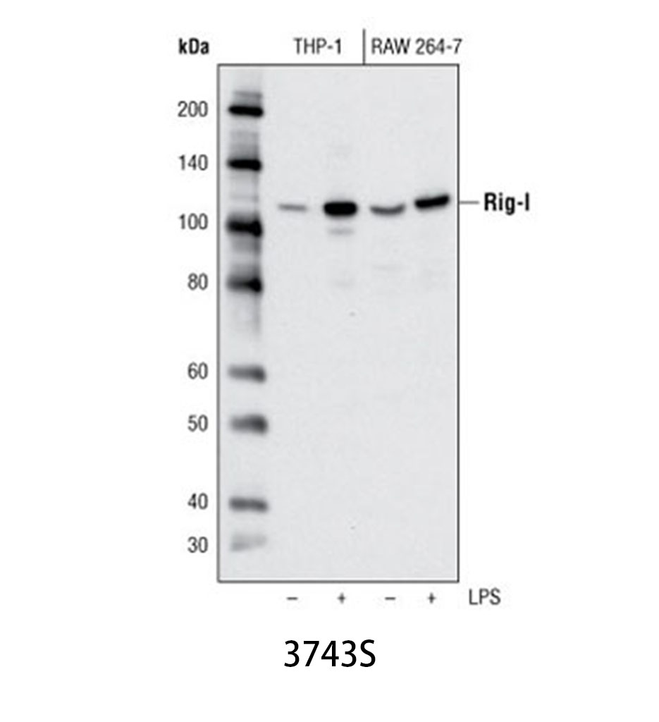 Rig-I (D14G6) Rabbit mAb