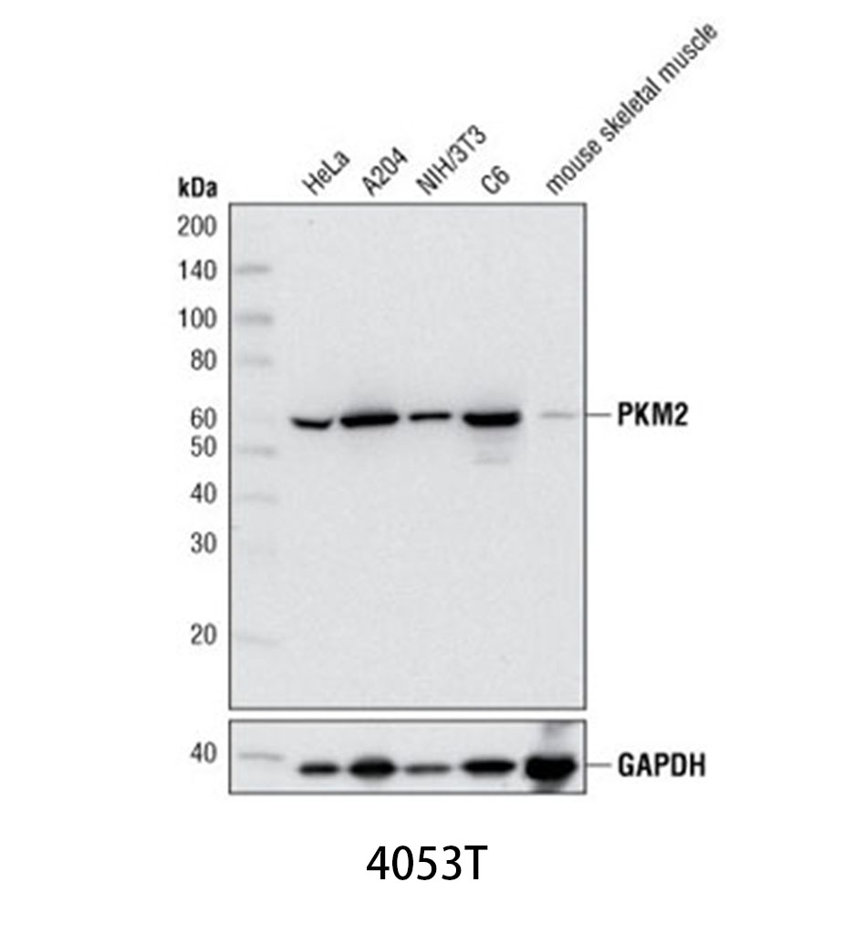 PKM2 (D78A4) XP Rabbit mAb