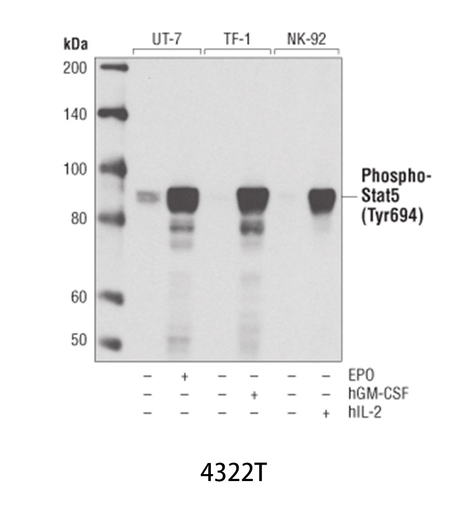 Phospho-Stat5 (Tyr694) (D47E7) XP Rabbit mAb