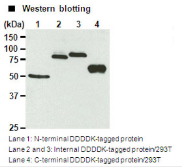 Anti-DDDDK-tag pAb