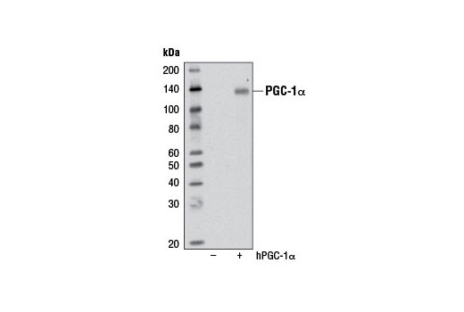 PGC-1α (3G6) Rabbit mAb