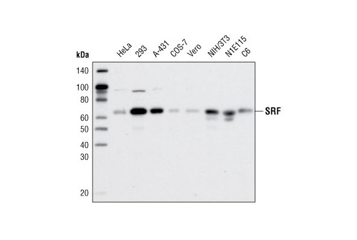 SRF (D71A9) XP Rabbit mAb