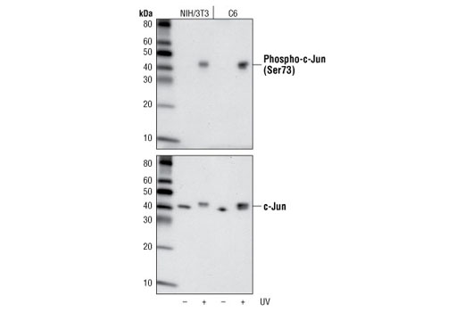 Phospho-c-Jun (Ser73) (D47G9) XP Rabbit mAb