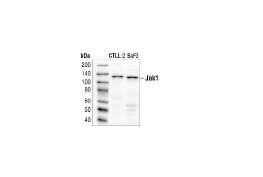 Jak1 Antibody