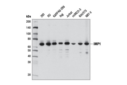 IMP1 (D33A2) Rabbit mAb