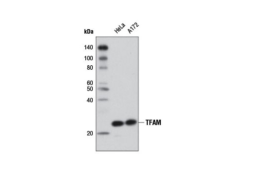 TFAM (D5C8) Rabbit mAb