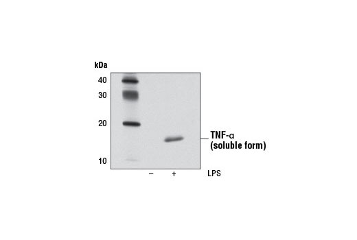 TNF-α (D5G9) Rabbit mAb