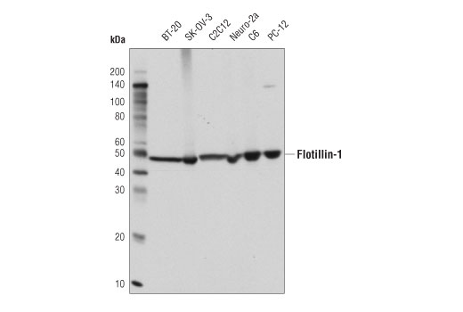 Flotillin-1 (D2V7J) XP Rabbit mAb