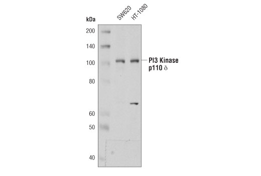 PI3 Kinase p110 δ (D1Q7R) Rabbit mAb
