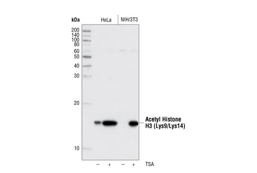 Acetyl-Histone H3 (Lys9/Lys14) Antibody