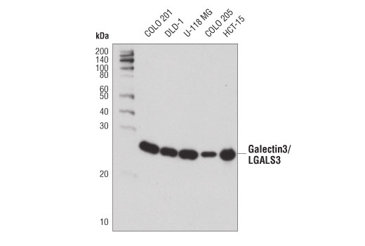 Galectin-3/LGALS3 (D4I2R) XP Rabbit mAb