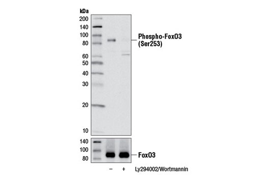 Phospho-FoxO3a (Ser253) (D18H8) Rabbit mAb