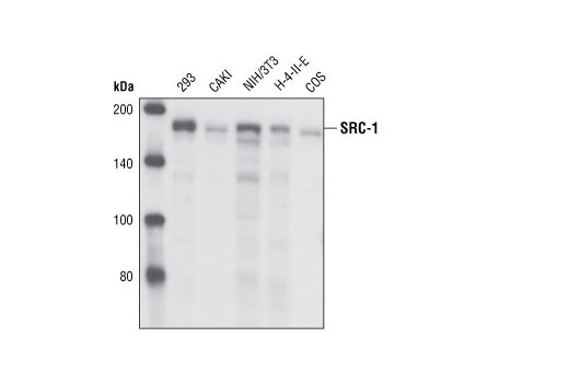 SRC-1 (128E7) Rabbit mAb