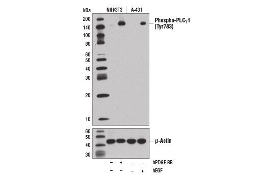 T Cell Signaling Antibody Sampler Kit