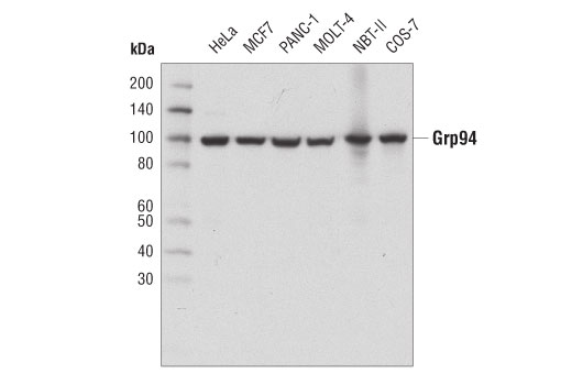 Grp94 (D6X2Q) XP Rabbit mAb