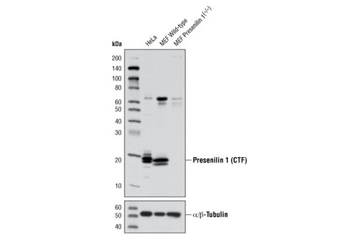 γ Secretase Antibody Sampler Kit