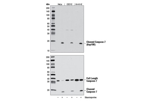 Cleaved Caspase-7 (Asp198) (D6H1) Rabbit mAb