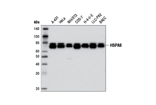 HSPA8 (D12F2) Rabbit mAb
