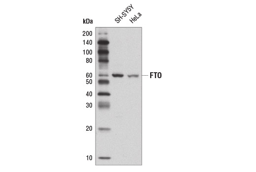 FTO Antibody