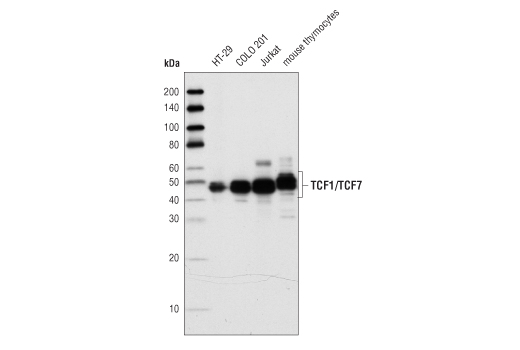 TCF/LEF Family Antibody Sampler Kit
