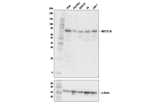 METTL16 Antibody
