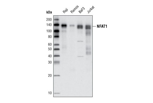 NFAT1 Antibody