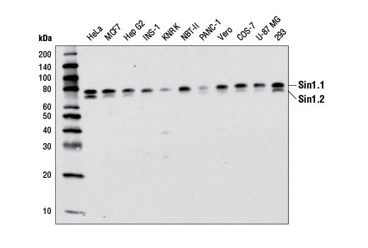 Sin1 (D7G1A) Rabbit mAb