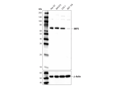 IMP3 (D6U2N) Rabbit mAb
