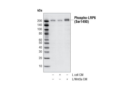 Phospho-LRP6 (Ser1490) Antibody