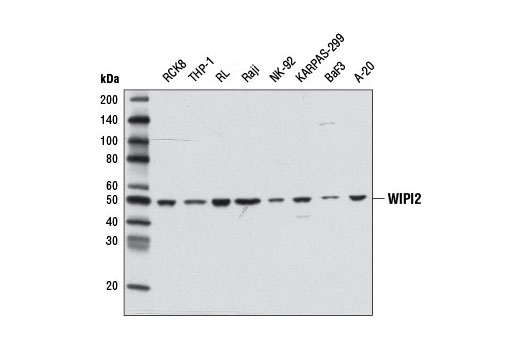 WIPI2 Antibody