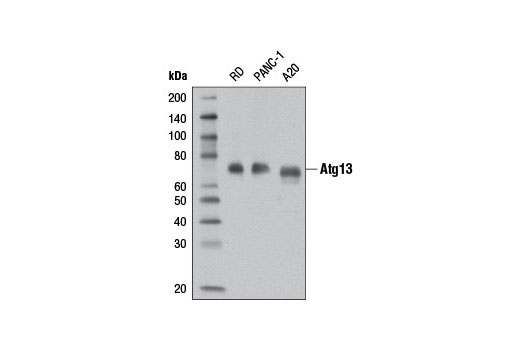 Atg13 (D4P1K) Rabbit mAb