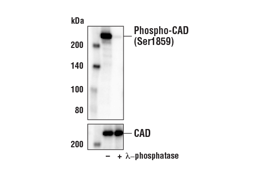 Phospho-CAD (Ser1859) (D5O6C) Rabbit mAb