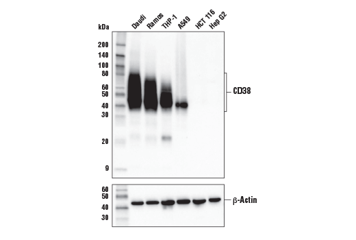 CD38 (E7Z8C) XP Rabbit mAb