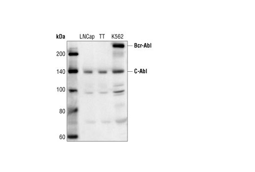 c-Abl Antibody