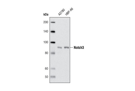 Notch3 Antibody