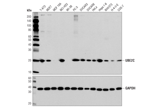 UBE2C Antibody
