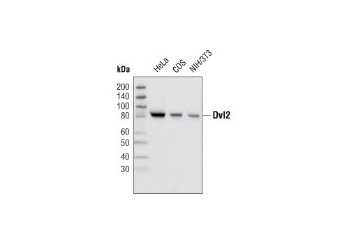 Dvl2 (30D2) Rabbit mAb