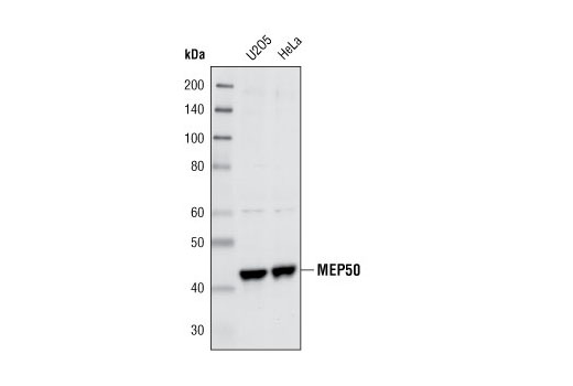 MEP50 Antibody