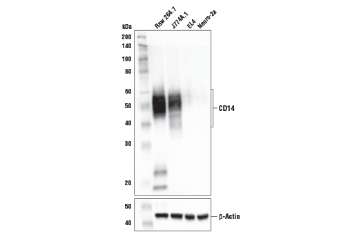 CD14 (D1U2Y) Rabbit mAb (Mouse Specific)