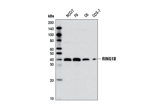 RING1B (D22F2) XP Rabbit mAb