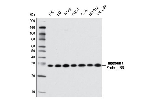 Ribosomal Protein S3 (D50G7) XP Rabbit mAb