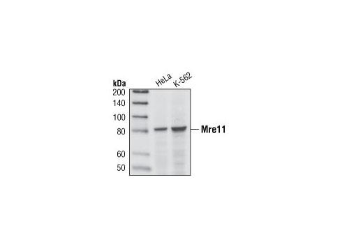 Mre11 (31H4) Rabbit mAb