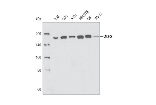 ZO-2 Antibody
