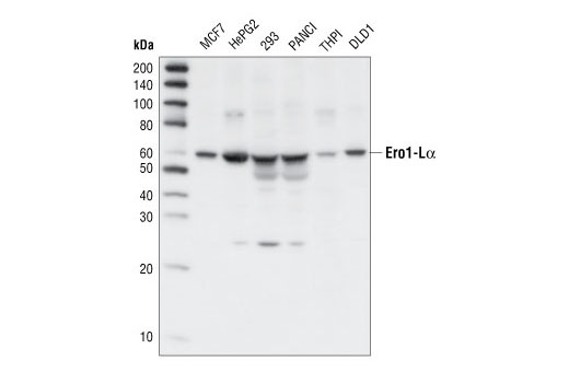 Ero1-Lα Antibody