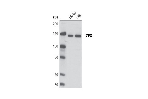 ZFX (L28B6) Mouse mAb